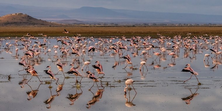 085 Amboseli Nationaal Park.jpg